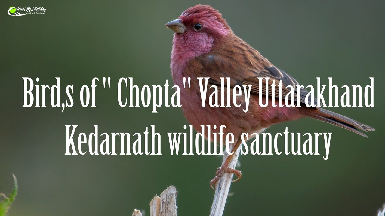 Birdwatching in chopta 